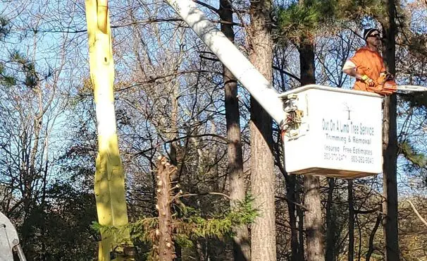 Out on a Limb Tree Service | tree trimming, employee in bucket